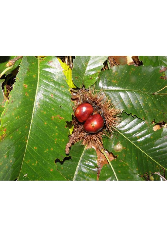 Esskastanienbaum | Castanea sativa Esskastanienbaum | Castanea sativa