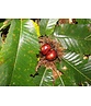 Esskastanienbaum | Castanea sativa Esskastanienbaum | Castanea sativa