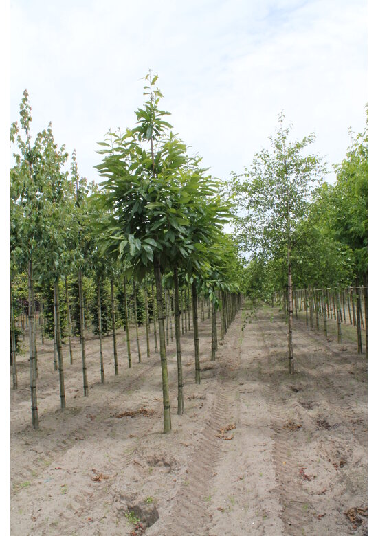 Esskastanienbaum | Castanea sativa