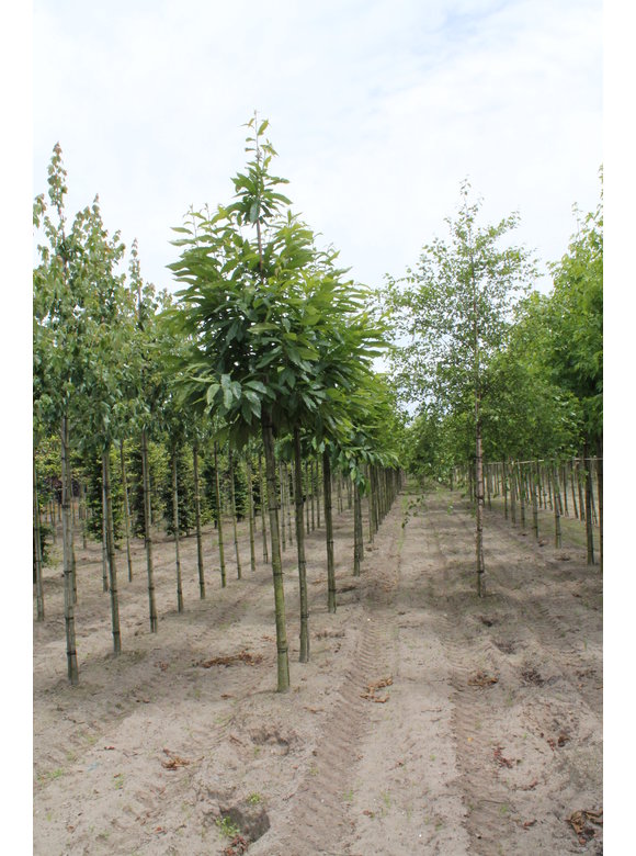 Esskastanie - Edelkastanie | Castanea sativa Esskastanie - Edelkastanie | Castanea sativa