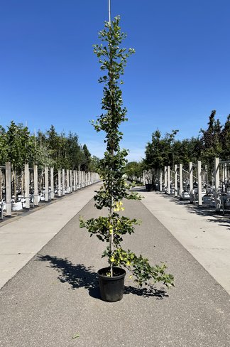 Ginkgobaum - Fächerblattbaum ‘Yellow Mellow’ | Ginkgo biloba ‘Yellow Mellow’