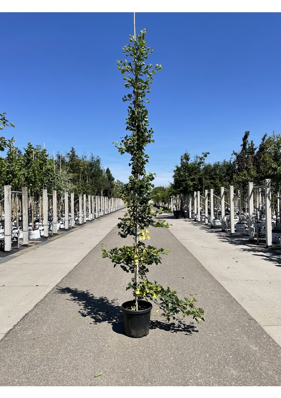 Ginkgobaum - Fächerblattbaum ‘Yellow Mellow’ | Ginkgo biloba ‘Yellow Mellow’