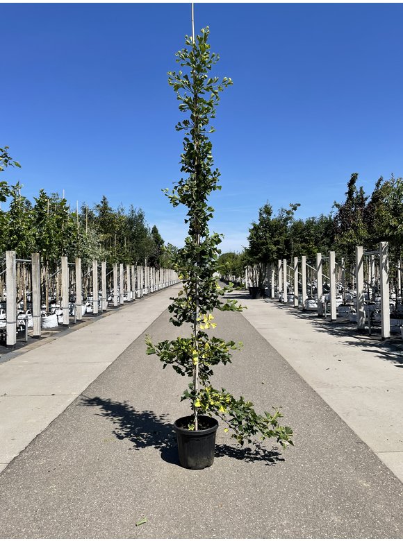Ginkgobaum - Fächerblattbaum ‘Yellow Mellow’ | Ginkgo biloba ‘Yellow Mellow’ Ginkgobaum - Fächerblattbaum ‘Yellow Mellow’ | Ginkgo biloba ‘Yellow Mellow’