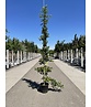 Ginkgobaum - Fächerblattbaum ‘Yellow Mellow’ | Ginkgo biloba ‘Yellow Mellow’ Ginkgobaum - Fächerblattbaum ‘Yellow Mellow’ | Ginkgo biloba ‘Yellow Mellow’