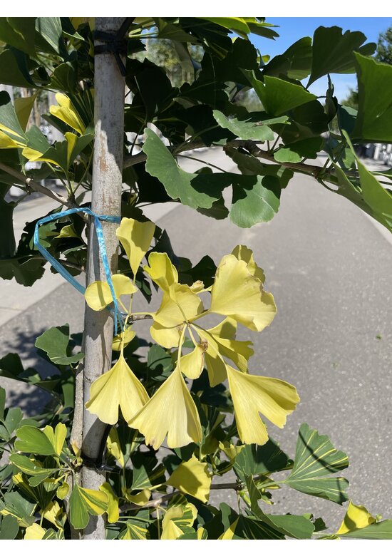Ginkgobaum - Fächerblattbaum ‘Yellow Mellow’ | Ginkgo biloba ‘Yellow Mellow’ Ginkgobaum - Fächerblattbaum ‘Yellow Mellow’ | Ginkgo biloba ‘Yellow Mellow’