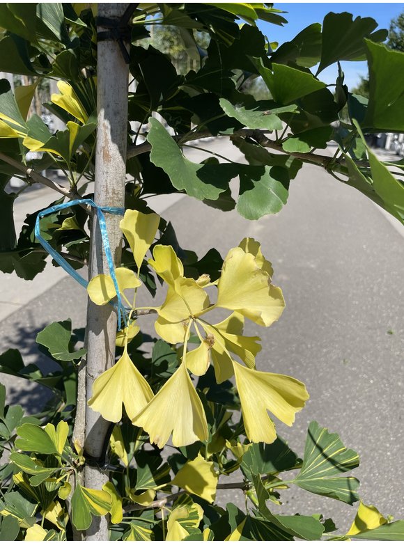 Ginkgobaum - Fächerblattbaum ‘Yellow Mellow’ | Ginkgo biloba ‘Yellow Mellow’ Ginkgobaum - Fächerblattbaum ‘Yellow Mellow’ | Ginkgo biloba ‘Yellow Mellow’