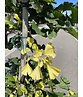 Ginkgobaum - Fächerblattbaum ‘Yellow Mellow’ | Ginkgo biloba ‘Yellow Mellow’