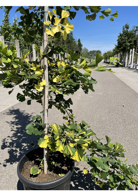 Ginkgobaum - Fächerblattbaum ‘Yellow Mellow’ | Ginkgo biloba ‘Yellow Mellow’