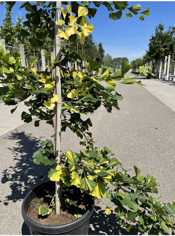 Ginkgobaum - Fächerblattbaum ‘Yellow Mellow’ | Ginkgo biloba ‘Yellow Mellow’ Ginkgobaum - Fächerblattbaum ‘Yellow Mellow’ | Ginkgo biloba ‘Yellow Mellow’