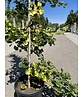 Ginkgobaum - Fächerblattbaum ‘Yellow Mellow’ | Ginkgo biloba ‘Yellow Mellow’