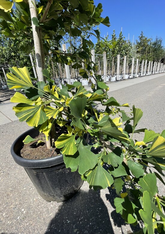 musa variegata samen Musa variegata Samen Set  RoundAboutGreen