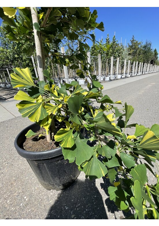 Ginkgobaum - Fächerblattbaum ‘Yellow Mellow’ | Ginkgo biloba ‘Yellow Mellow’