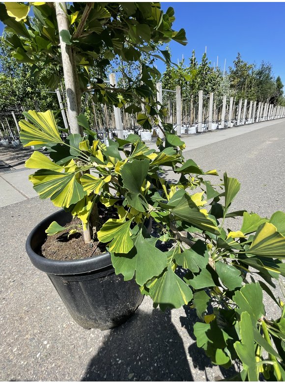 Ginkgobaum - Fächerblattbaum ‘Yellow Mellow’ | Ginkgo biloba ‘Yellow Mellow’ Ginkgobaum - Fächerblattbaum ‘Yellow Mellow’ | Ginkgo biloba ‘Yellow Mellow’