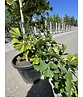 Ginkgobaum - Fächerblattbaum ‘Yellow Mellow’ | Ginkgo biloba ‘Yellow Mellow’ Ginkgobaum - Fächerblattbaum ‘Yellow Mellow’ | Ginkgo biloba ‘Yellow Mellow’