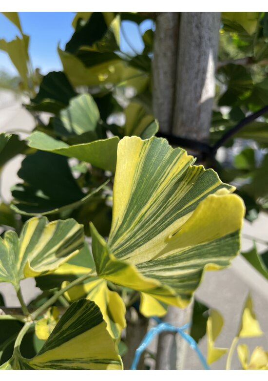 Ginkgobaum - Fächerblattbaum ‘Yellow Mellow’ | Ginkgo biloba ‘Yellow Mellow’ Ginkgobaum - Fächerblattbaum ‘Yellow Mellow’ | Ginkgo biloba ‘Yellow Mellow’