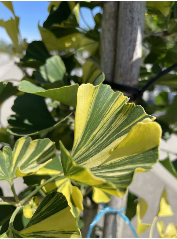 Ginkgobaum - Fächerblattbaum ‘Yellow Mellow’ | Ginkgo biloba ‘Yellow Mellow’ Ginkgobaum - Fächerblattbaum ‘Yellow Mellow’ | Ginkgo biloba ‘Yellow Mellow’