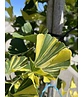 Ginkgobaum - Fächerblattbaum ‘Yellow Mellow’ | Ginkgo biloba ‘Yellow Mellow’ Ginkgobaum - Fächerblattbaum ‘Yellow Mellow’ | Ginkgo biloba ‘Yellow Mellow’
