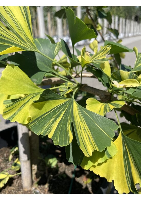 Ginkgobaum - Fächerblattbaum ‘Yellow Mellow’ | Ginkgo biloba ‘Yellow Mellow’