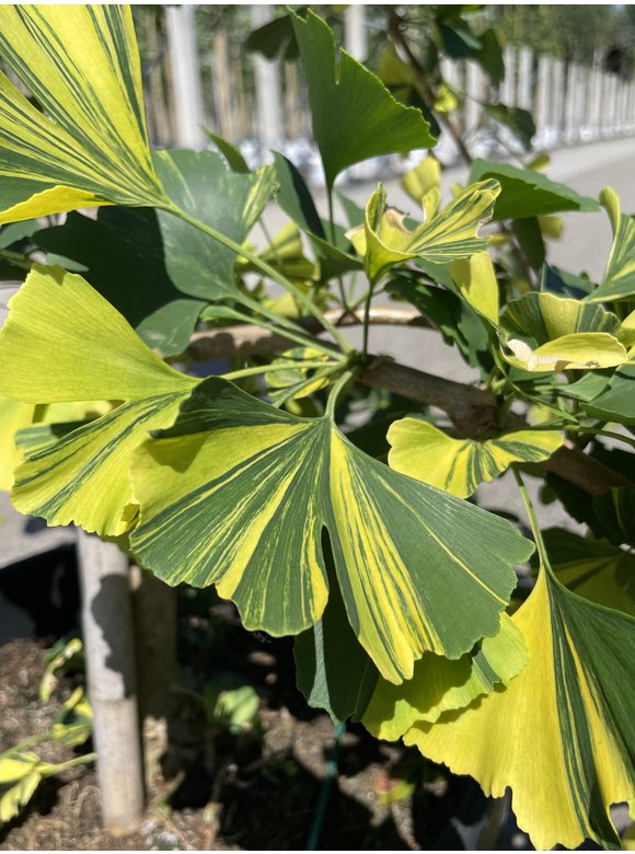 Ginkgobaum - Fächerblattbaum ‘Yellow Mellow’ | Ginkgo biloba ‘Yellow Mellow’ Ginkgobaum - Fächerblattbaum ‘Yellow Mellow’ | Ginkgo biloba ‘Yellow Mellow’