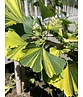Ginkgobaum - Fächerblattbaum ‘Yellow Mellow’ | Ginkgo biloba ‘Yellow Mellow’ Ginkgobaum - Fächerblattbaum ‘Yellow Mellow’ | Ginkgo biloba ‘Yellow Mellow’