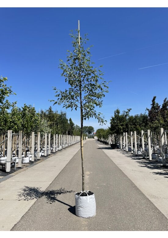 Schlitzblättrige Schwarz-Erle 'Laciniata' | Alnus glutinosa 'Laciniata'