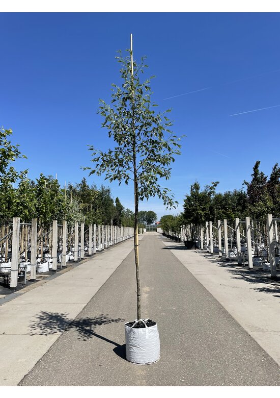 Schlitzblättrige Schwarz-Erle 'Laciniata' | Alnus glutinosa 'Laciniata'