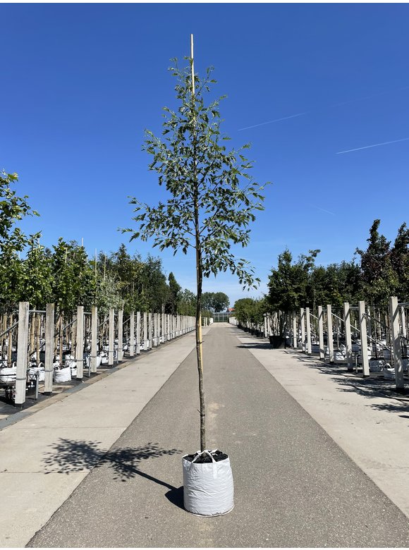Schlitzblättrige Schwarz-Erle 'Laciniata' | Alnus glutinosa 'Laciniata' Schlitzblättrige Schwarz-Erle 'Laciniata' | Alnus glutinosa 'Laciniata'