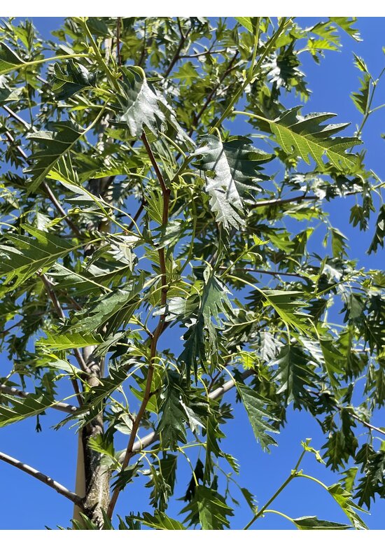 Schlitzblättrige Schwarz-Erle 'Laciniata' | Alnus glutinosa 'Laciniata'