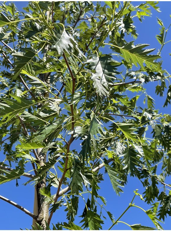 Schlitzblättrige Schwarz-Erle 'Laciniata' | Alnus glutinosa 'Laciniata' Schlitzblättrige Schwarz-Erle 'Laciniata' | Alnus glutinosa 'Laciniata'