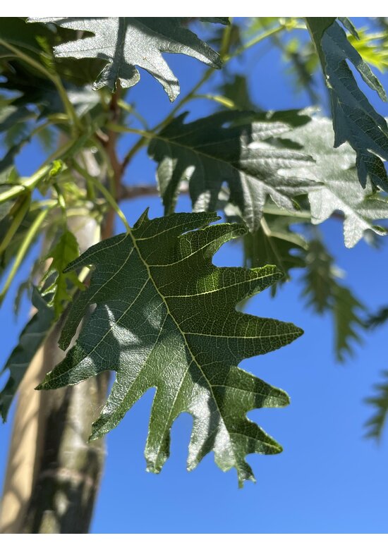 Schlitzblättrige Schwarz-Erle 'Laciniata' | Alnus glutinosa 'Laciniata'