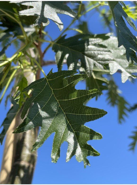 Schlitzblättrige Schwarz-Erle 'Laciniata' | Alnus glutinosa 'Laciniata' Schlitzblättrige Schwarz-Erle 'Laciniata' | Alnus glutinosa 'Laciniata'