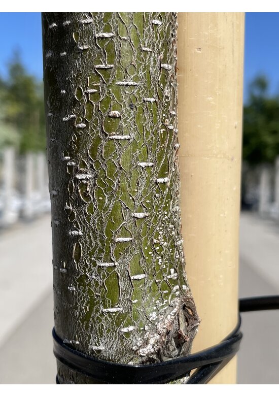 Schlitzblättrige Schwarz-Erle 'Laciniata' | Alnus glutinosa 'Laciniata'