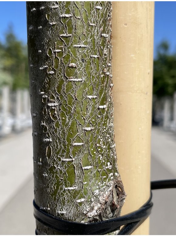 Schwarz Erle Laciniata | Alnus glutinosa 'Laciniata' Schwarz Erle Laciniata | Alnus glutinosa 'Laciniata'
