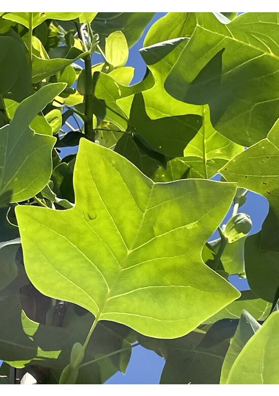 Amerikanischer Tulpenbaum | Liriodendron tulipifera