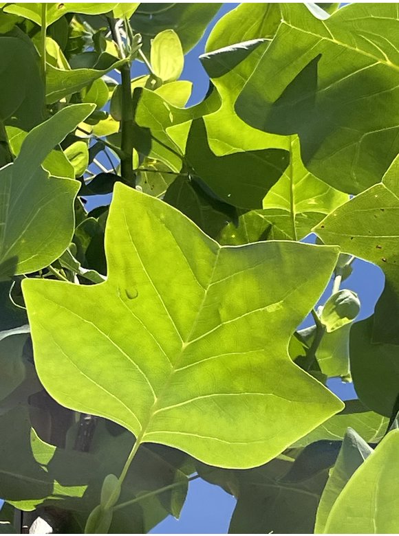 Amerikanischer Tulpenbaum | Liriodendron tulipifera Amerikanischer Tulpenbaum | Liriodendron tulipifera