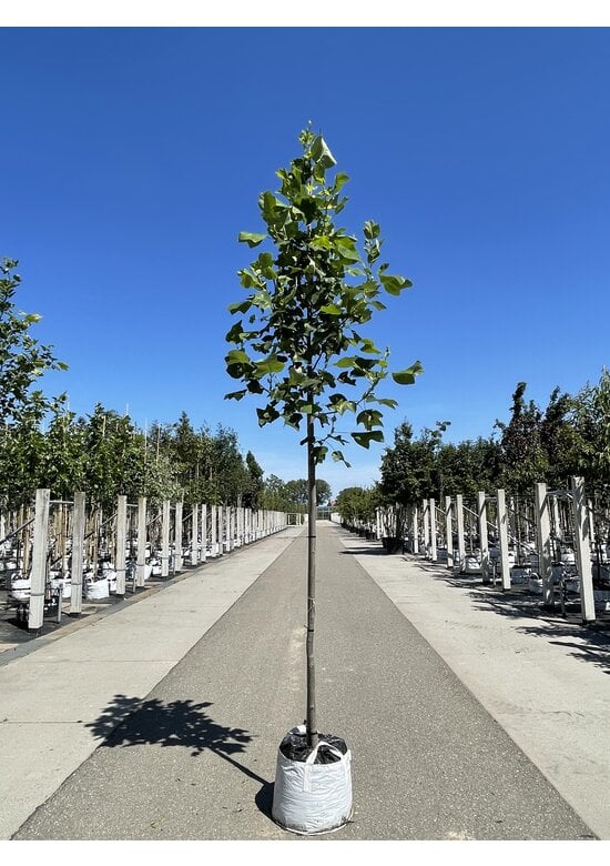 Amerikanischer Tulpenbaum | Liriodendron tulipifera