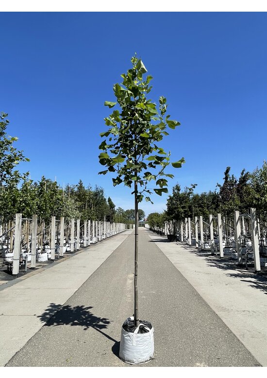 Amerikanischer Tulpenbaum | Liriodendron tulipifera