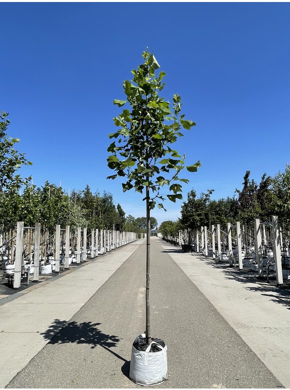 Amerikanischer Tulpenbaum | Liriodendron tulipifera Amerikanischer Tulpenbaum | Liriodendron tulipifera