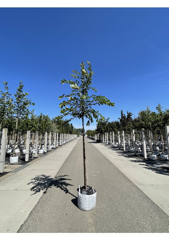 Zierkirsche 'Accolade' | Prunus 'Accolade' Zierkirsche 'Accolade' | Prunus 'Accolade'