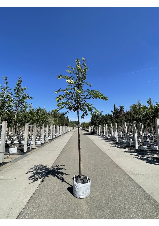 Zierkirsche 'Accolade' | Prunus 'Accolade'