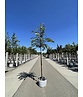 Zierkirsche 'Accolade' | Prunus 'Accolade' Zierkirsche 'Accolade' | Prunus 'Accolade'