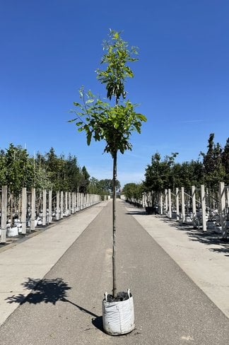 Schindel-Eiche | Quercus imbricaria