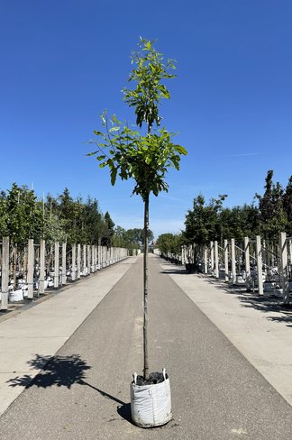 Schindel-Eiche | Quercus imbricaria