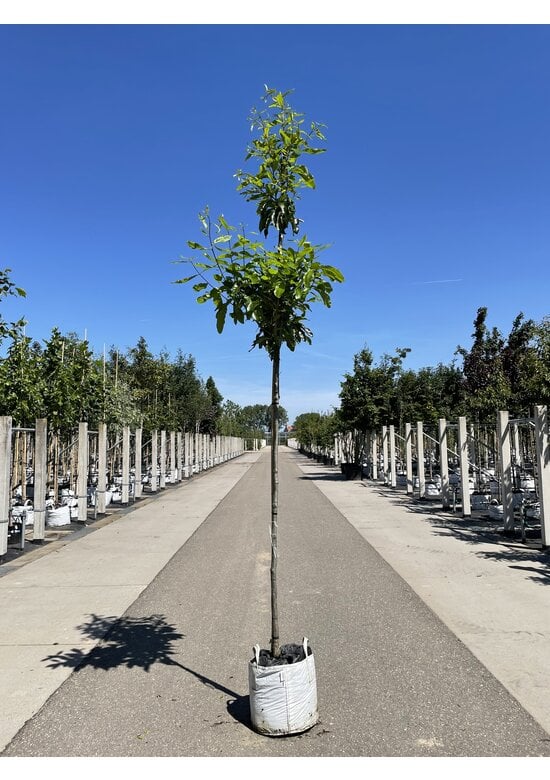 Schindel-Eiche | Quercus imbricaria