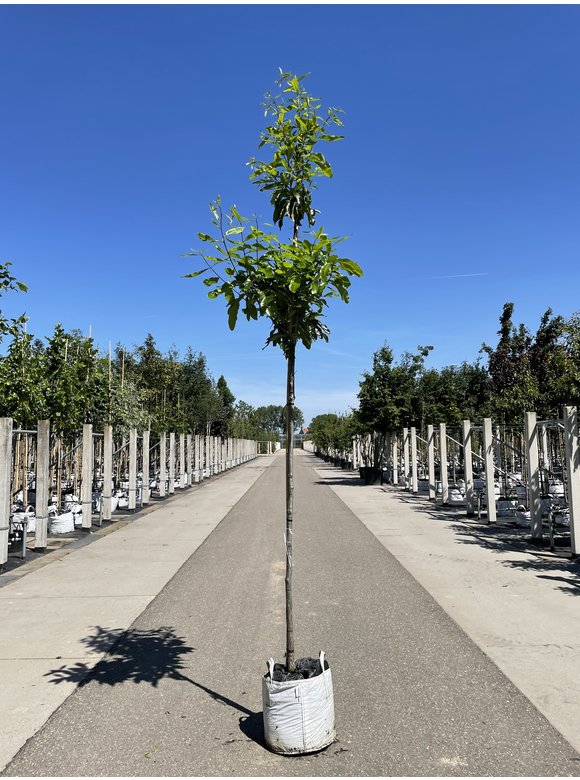 Schindel-Eiche | Quercus imbricaria Schindel-Eiche | Quercus imbricaria