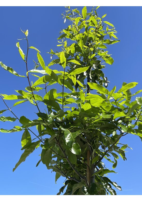 Schindel-Eiche | Quercus imbricaria