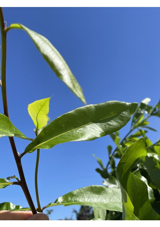 Schindel-Eiche | Quercus imbricaria