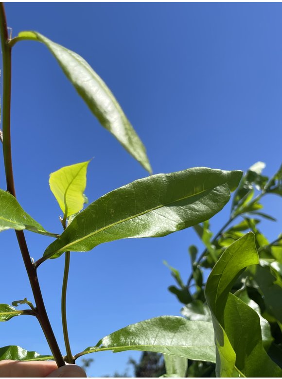 Schindel-Eiche | Quercus imbricaria Schindel-Eiche | Quercus imbricaria