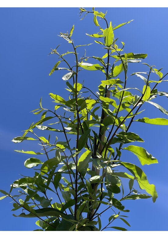 Schindel-Eiche | Quercus imbricaria