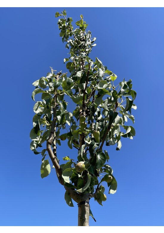 Birnenbaum 'Conference' | Pyrus communis 'Conference'
